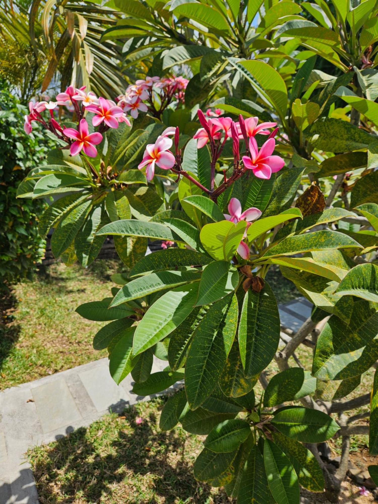 Casa Frangipani Mauritius Apartment Trou d'Eau Douce Ngoại thất bức ảnh
